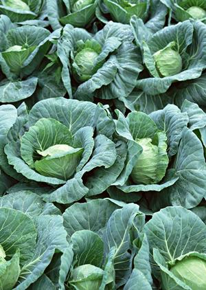 越谷にあるまごころのこもった和食なら